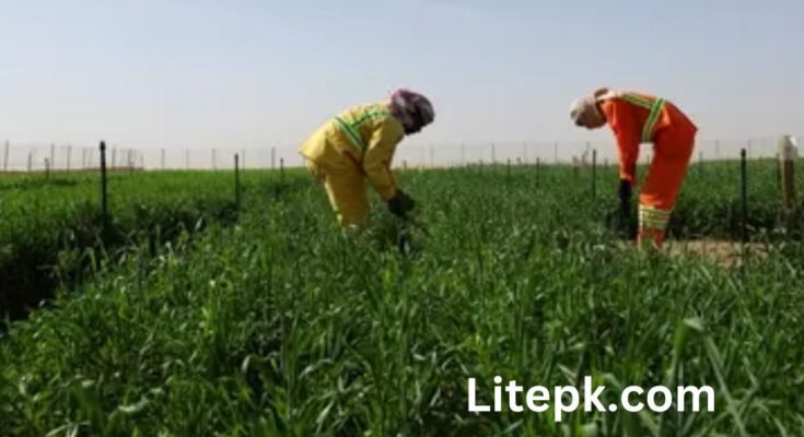 Farm Worker Jobs in UAE
