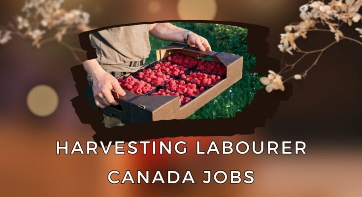 Harvesting Labourer Jobs in Canada
