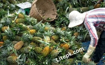 Fruit Farm Worker Jobs in Canada