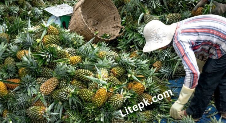 Fruit Farm Worker Jobs in Canada